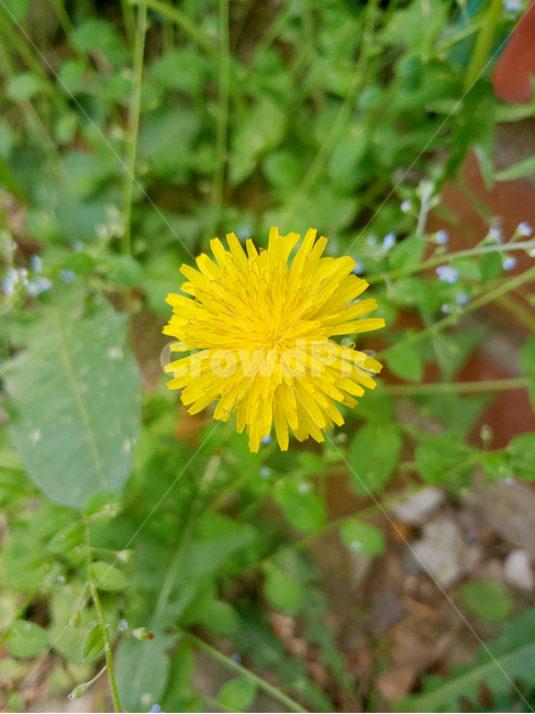 민들레,노란민들레,dandelion,yellowdandelion,꽃,노란꽃,flower,yellowflower,식물,자연,plants,nature,꽃,flower