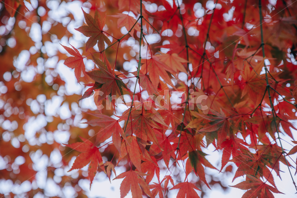 가을,단풍,나뭇잎,나무,붉은,빨간,잎,잎사귀,가을,계절,fall,autumn,season,plant,식물,leaf,tree,maple
