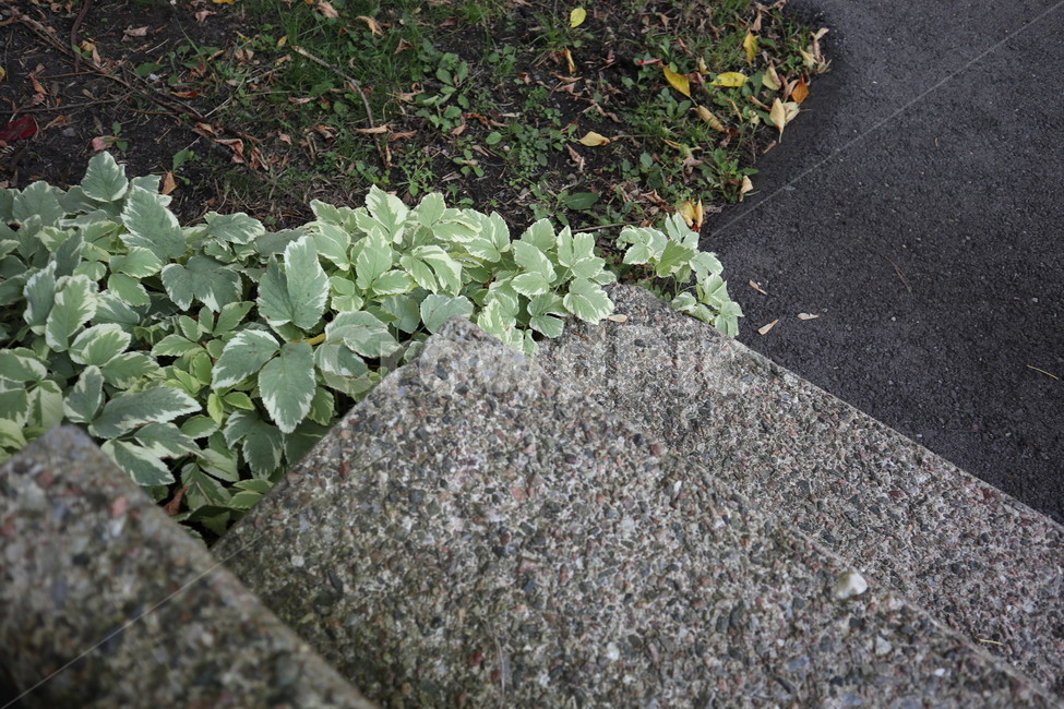 돌계단,비,풀,잔디,아스팔트,돌,흙,stone,stairs,grass