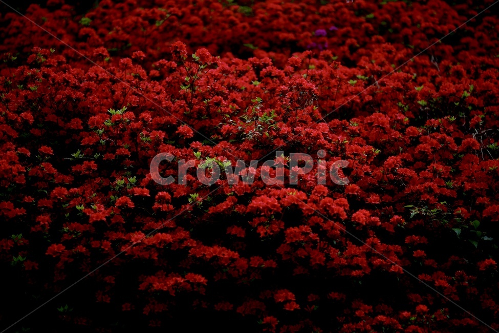 꽃,철쭉,붉은꽃,빨간꽃,봄꽃,검빨,red