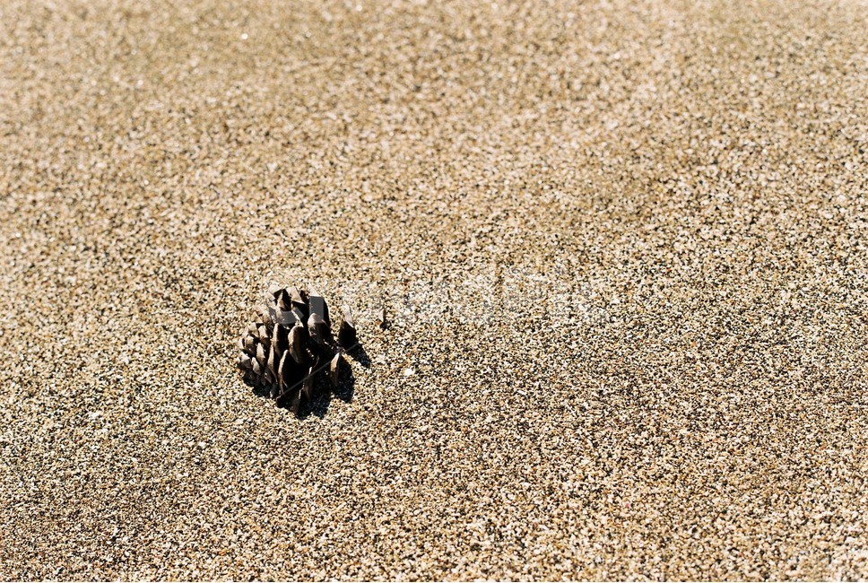 솔방울,모래,바다,모래밭,모래사장,해변,바다,beach,sea