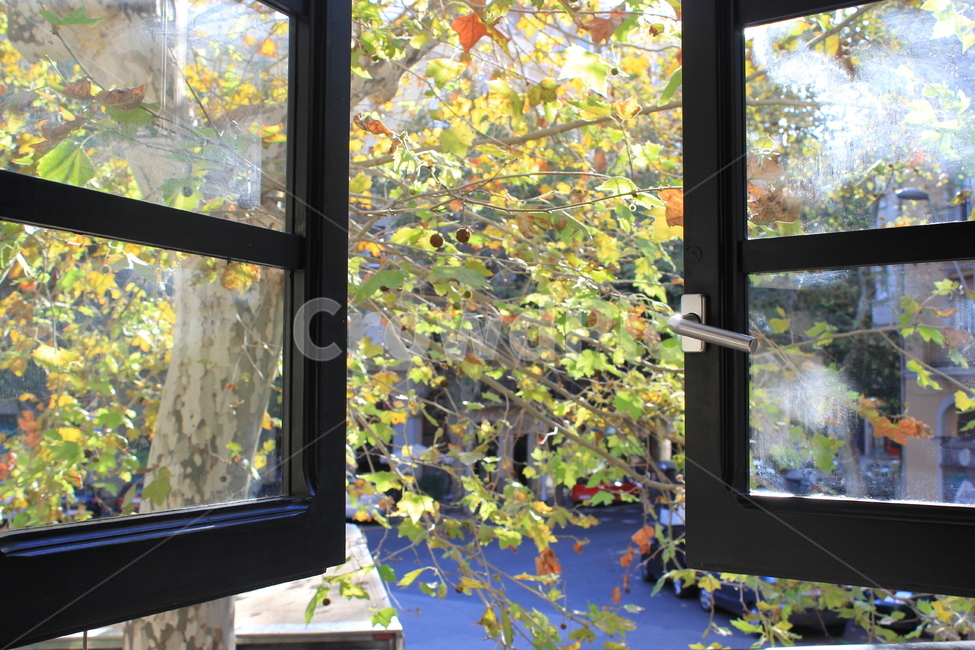 창문,나무,나뭇잎,풀,풍경,자연,카페,인테리어,인테리어,실내디자인,interior design