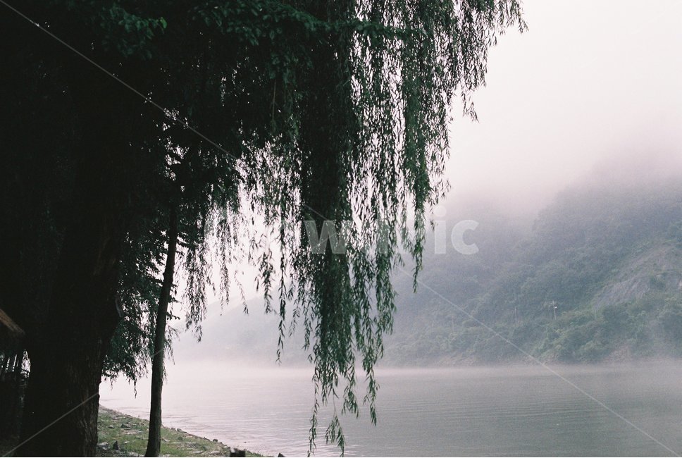 안개,강,나무,수풀,필름사진,자연,풍경,nature,landscape,감성,sensible,feeling,tree,plant,식물