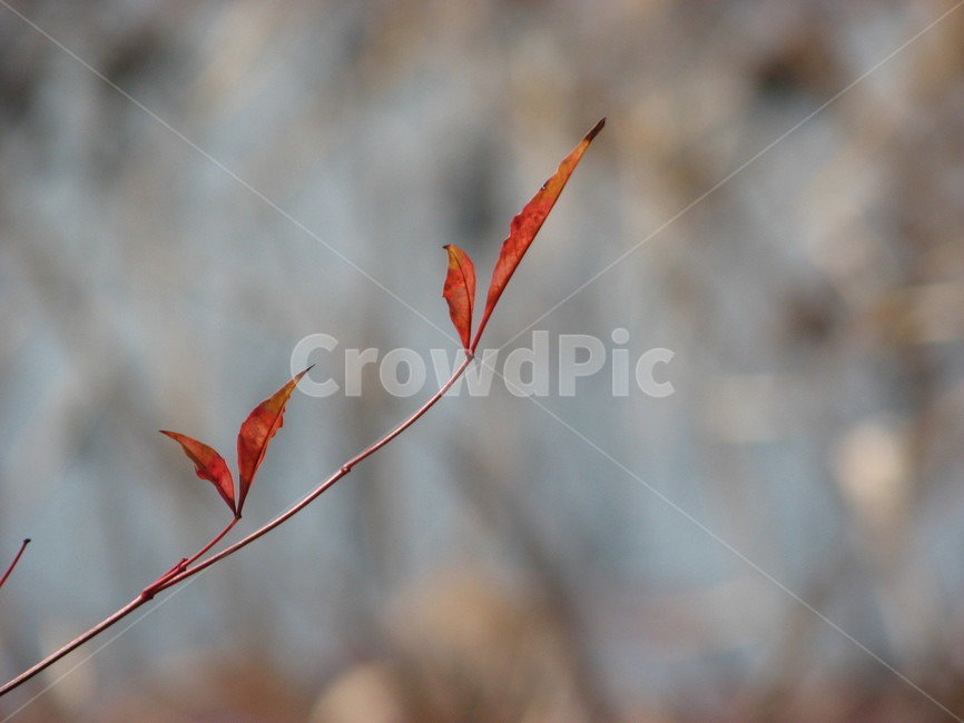 잎,식물,plant,leaf,꽃