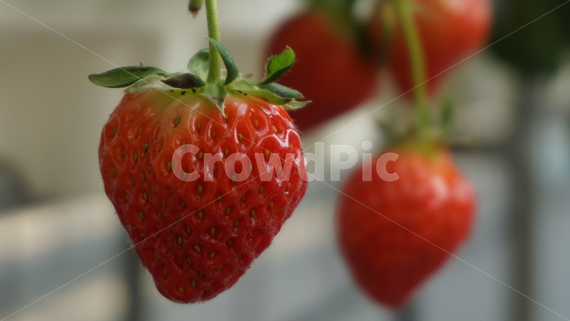 딸기,식물,과일,음식,화분,봄열매,과일,열매,fruit