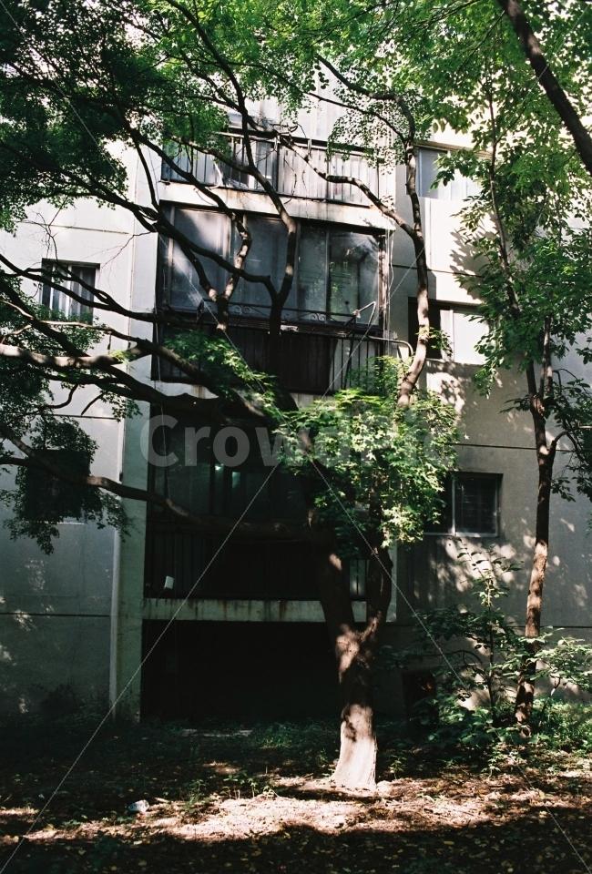 나무,아파트,재건축,둔촌,자연,건축물,건물외관,exterior,building,structure,architecture,construction,감성,sensible,feeling