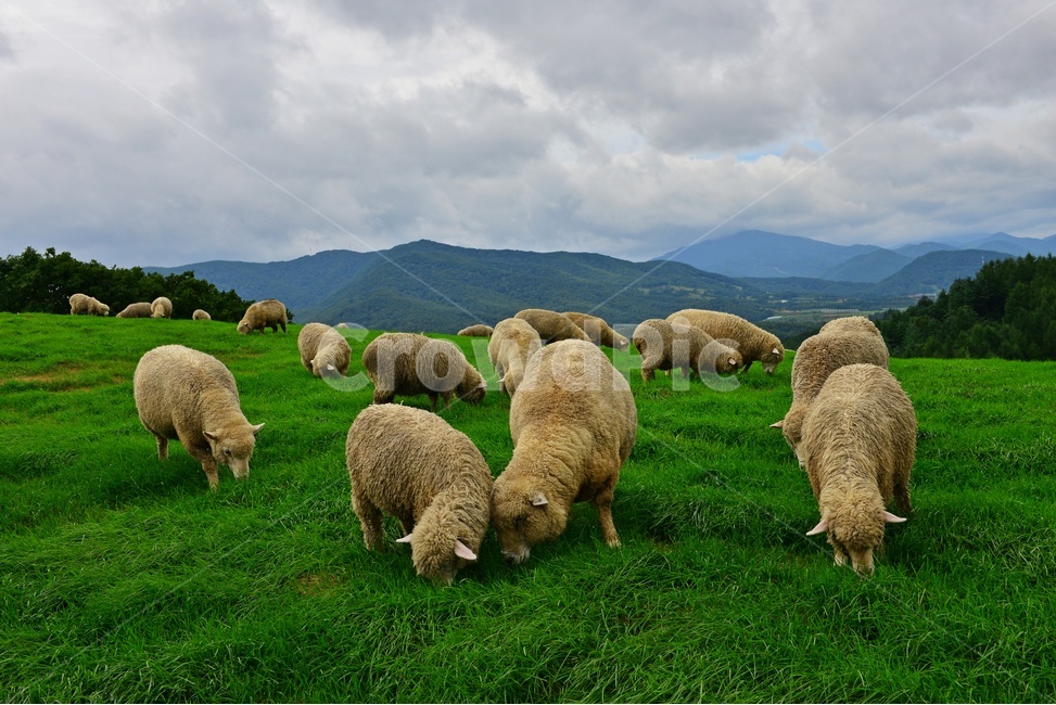 강원도,평창,대관령,양떼목장,field,들,outdoors,옥외,grassland,animal,동물,sheep,양,mammal,포유류,nature,자연,rural,농촌,farm,pasture,목장,ranch,농장,grazing,방목,meadow,목초지,경치,경관,풍경,동물,animal,포유류,mammal,목축업,목장,livestock farming,ranching,pasture