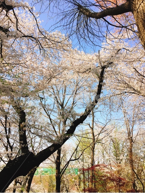 벚꽃놀이,벚꽃,벚나무,봄,나무,봄,계절,spring,season,plant,식물,tree,tree trunk,나무 줄기