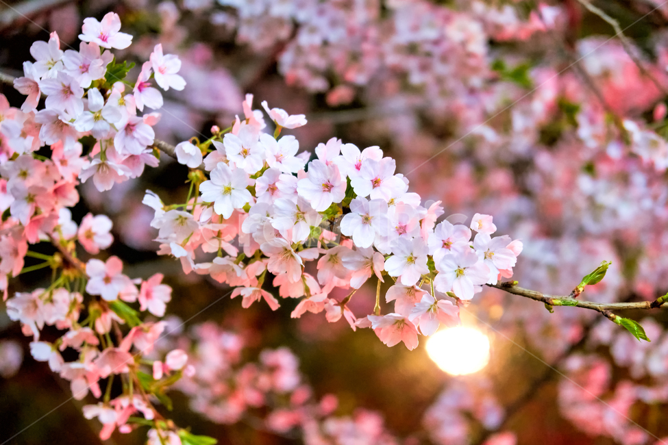 plant,식물,flower,blossom,꽃,야간,벚꽃,핑크,분홍색