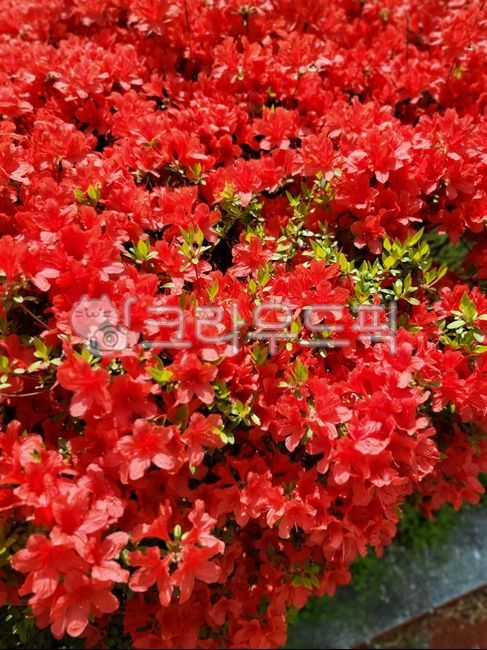 영산홍,봄꽃,붉은꽃,붉은영산홍,빨간꽃,flower,꽃,꽃잎,베니