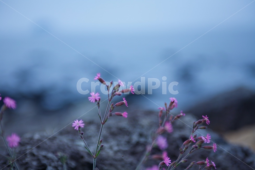 화산석,들꽃,분홍,flower,pink,하늘,식물,자연,plants,nature,꽃,flower