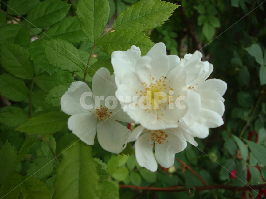 찔레꽃,흰색,향기,초록,은은함