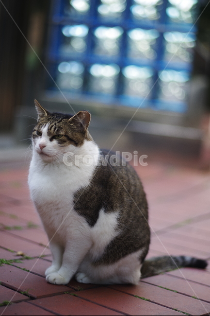고양이,길고양이,동물,길냥이,애완동물,생명,자연,미묘,야생동물,cat,kitty,kitten,cute,lovely,adorable,pet,animal,streetcat,straycat,wildcat,wild,동물,animal,포유류,mammal,고양이,cat,kitten,kitty