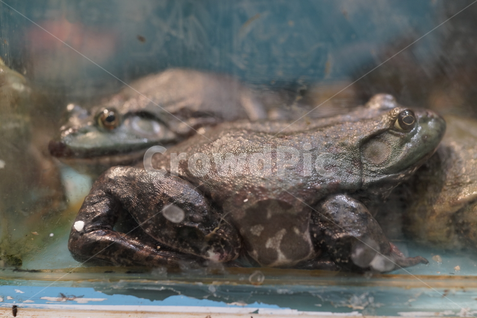 개구리,황소개구리,식용개구리,마트,상점,frog,bullfrog,animal,동물,lizard,ediblefrog,양식,공포,포획,자유,구속,도마뱀,reptile,비열한,가엾은,동물,animal,파충류,양서류,reptile,amphibian