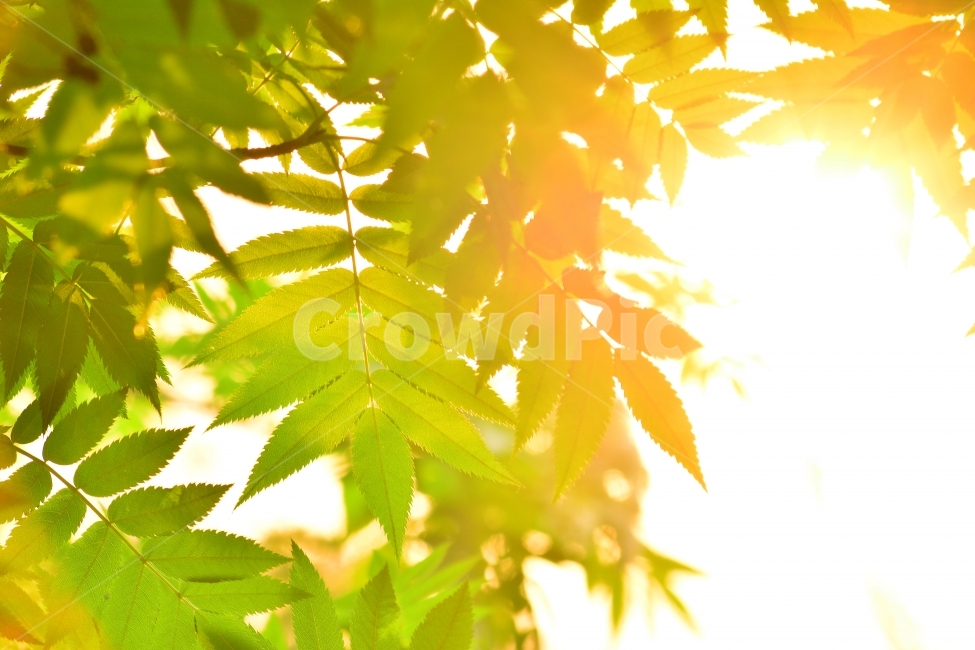 나뭇잎,석양,노을,잎새,나뭇가지,역광,햇빛,눈부신,투명한,초록,황금색,골든,계절,시즌,season,leaves,golden,식물,자연,plants,nature,휴식,힐링,rest,relaxation,healing