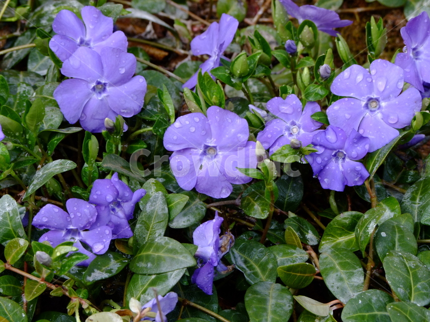 꽃,식물,자연,아름다운,여유,nature,식물,자연,plants,nature,꽃,flower