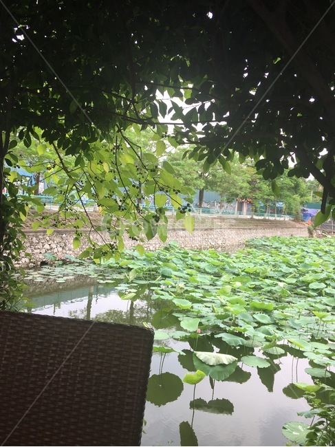 plant,식물,outdoors,연못,자연,자연,풍경,nature,landscape,옥외