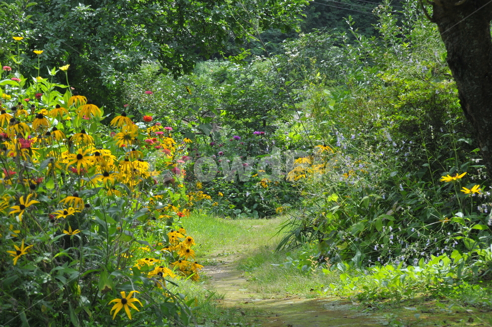 꽃길,정원,숲길,돼지감자꽃,산책,외길