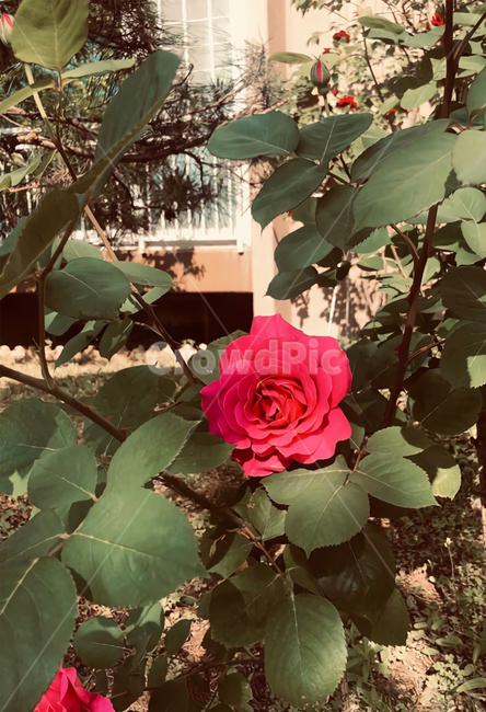 장미,꽃,flower,rose,감성,아름다움,beautiful,pretty