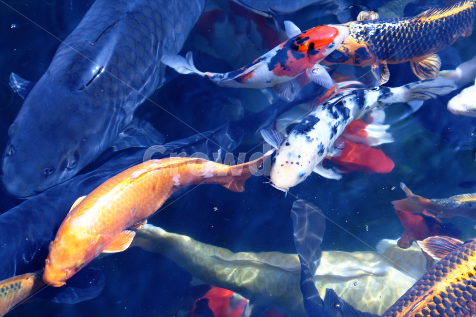 물고기,잉어,비단잉어,연못,물,어류,물고기,fish