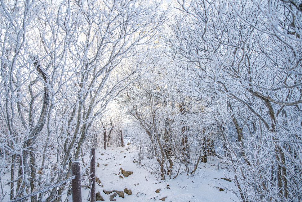태백산,상고대,겨울,눈꽃,겨울풍경,풍경,산,겨울산,설산,겨울,계절,winter,season,자연,풍경,nature,landscape