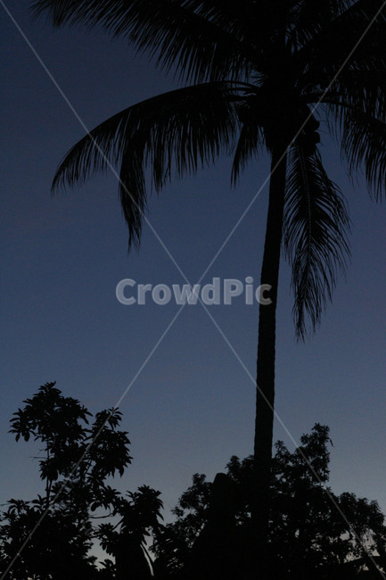 아이티,야자수,palmtree,haiti,저녁노을,노을,해질무렵,그림자,야자수그림자,나무,식물,밤풍경,밤,새벽