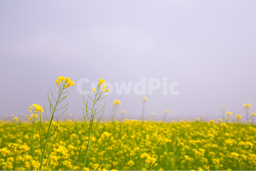 유채꽃,꽃,노란색,하늘,식물,자연,풍경,배경화면,식물,자연,plants,nature,꽃,flower