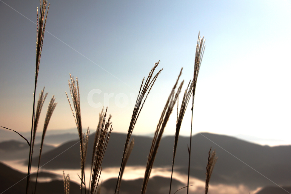 갈대,억새,가을,감성,색감,자연,nature,야외,오후,노을,하늘,풍경,해질녘,grass,잔디,plant,식물,식물,자연,plants,nature