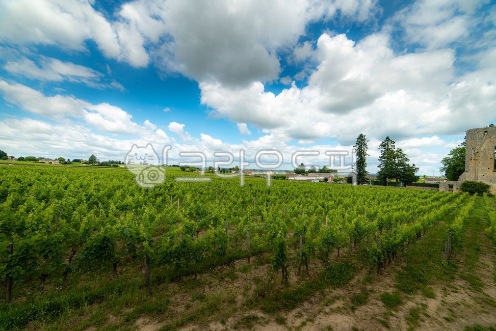 유럽,europe,프랑스,france,생떼밀리옹,saintémilion,saintemilion,와인마을,winevillage,세계문화유산,worldheritage,포도밭,vinyard,wine,와인,보르도,보르도와인,bordeaux,bordeauxwine,프랑스남부,마을,villige,감성,느낌,경치,landscope,자연,nature,outdoors,옥외,grassland,목초지,field,필드,weather,날씨
