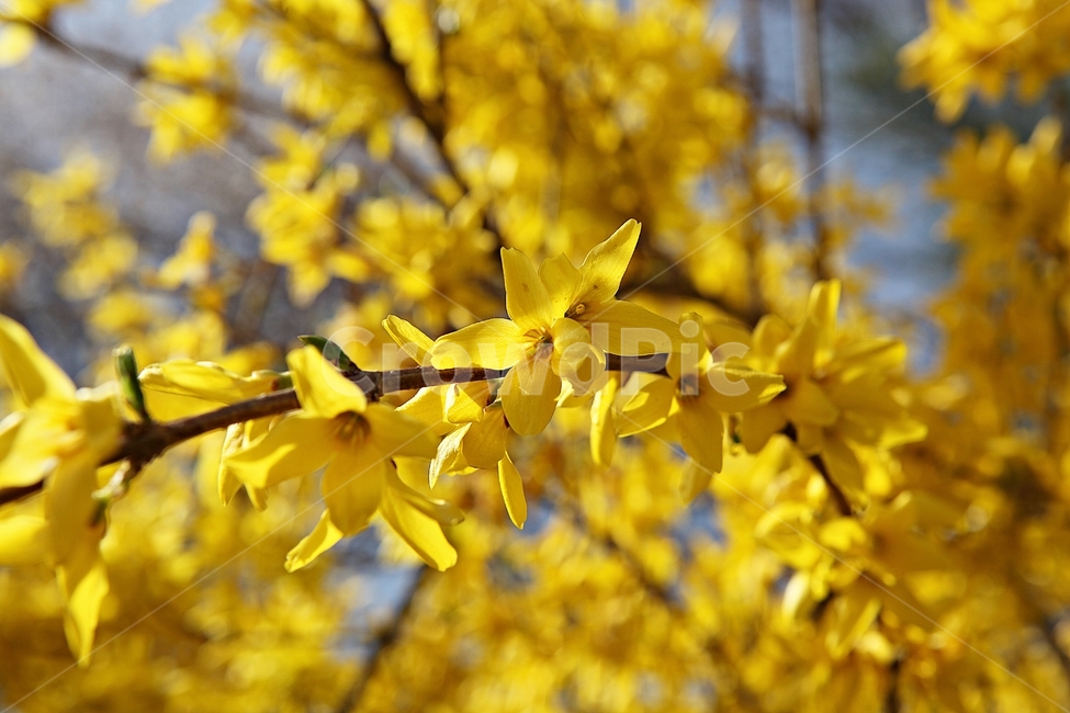 개나리,개나리꽃,꽃,봄꽃,노란꽃,봄,식물,자연,공원,식물,자연,plants,nature,꽃,flower