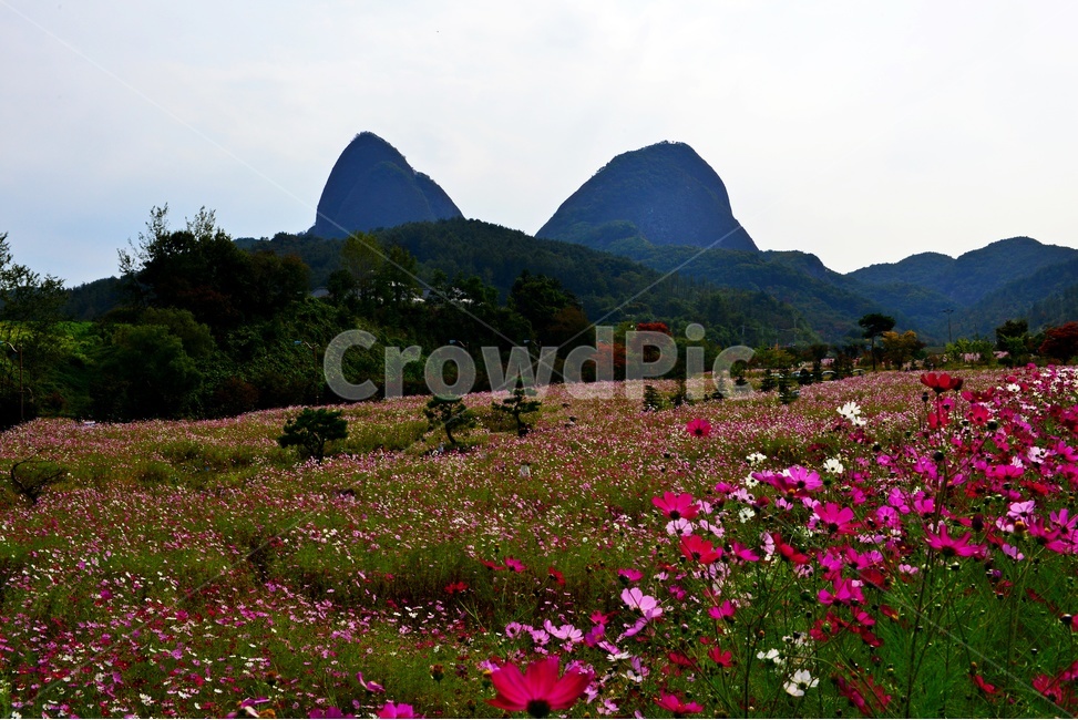 전북,진안,마이산,농업,농사,경작,가을,계절,nature,자연,outdoors,옥외,field,들,코스모스,코스모스꽃,꽃밭,자연,풍경,nature,landscape