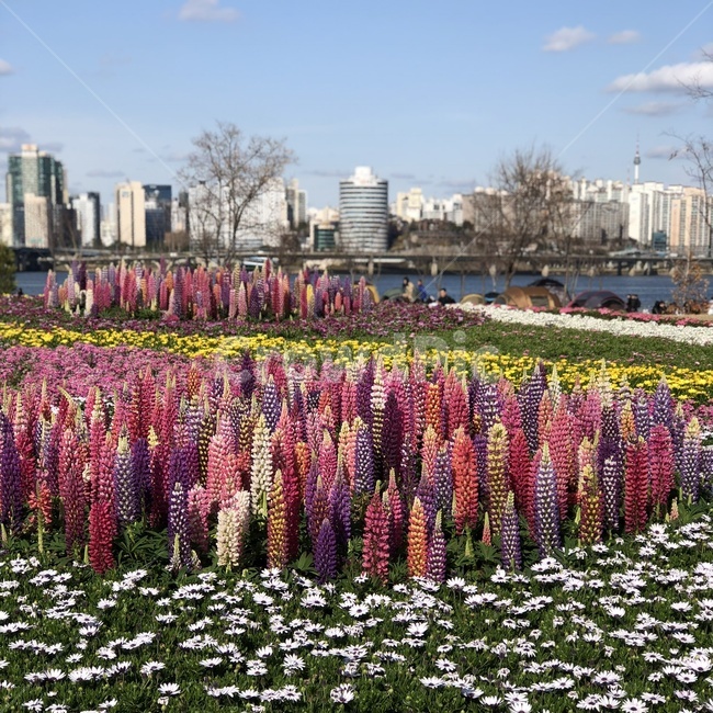 꽃,식물,한강,풍경,봄,flower,spring,lovely,도시,풍경,city,landscape,한국도시풍경,한국도시경관,korea cityscape,꽃,flower,plant,blossom,lupin,이리 같은