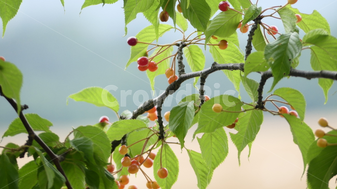 산수유,열매,과일,농촌,여름,풍요,시원,한약재,건강,나무잎