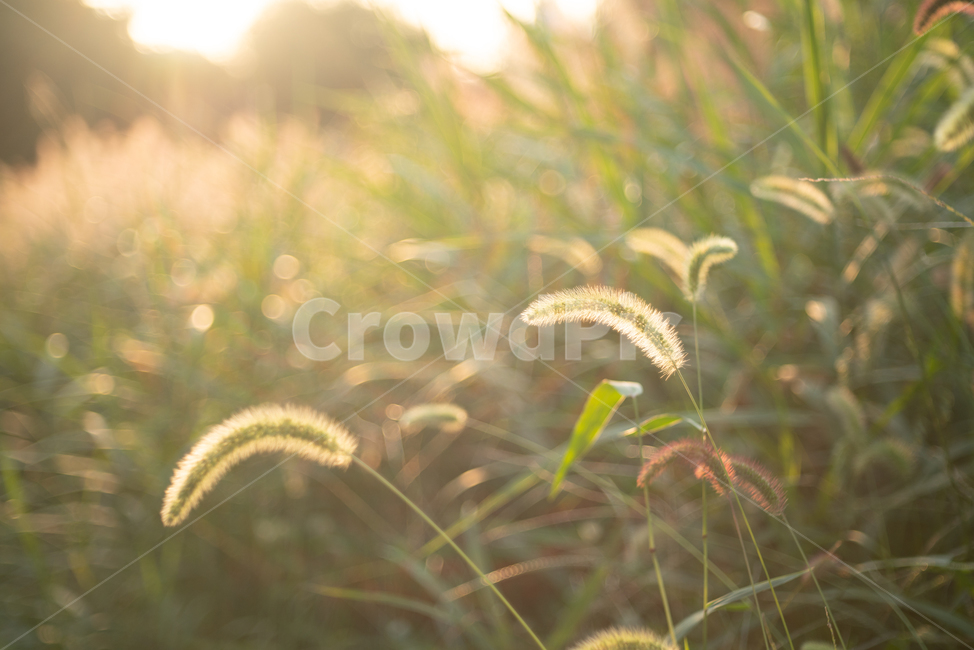 강아지풀,햇빛,빛,foxtail,sunlight,light,grass,plant,풀,lawn,식물,자연,plants,nature