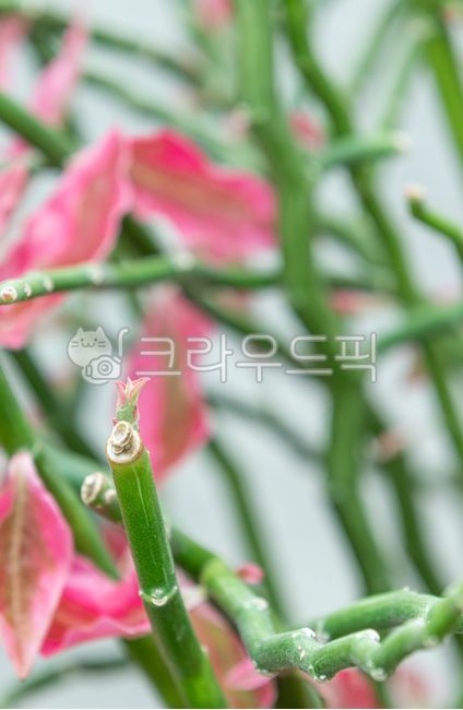 Jacobs Ladder,pink,green,nature,The stairway to heaven,succulents,Great Silver Dragon,leaf,zigzag,Pedilanthus cuculatus,red,petal,dicotyledonous plant,plant,pedilanthus,pedilanthustithymaloides,stem