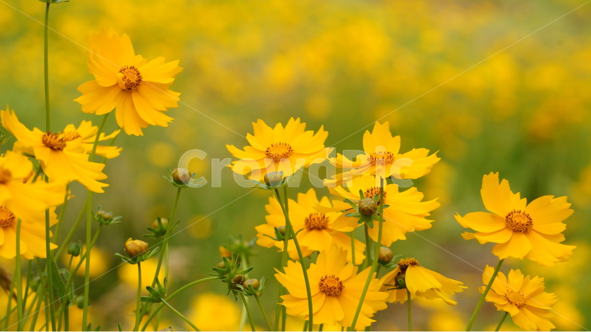 금계국,금계국꽃,꽃,꽃사진,식물,식물,자연,plants,nature,꽃,flower