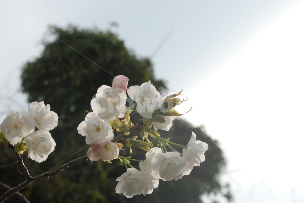 자연,식물,나무,꽃,벚꽃,하얀꽃,힐링,봄,봄,계절,spring,season,식물,자연,plants,nature,꽃,flower,plant,geranium,제라늄,blossom
