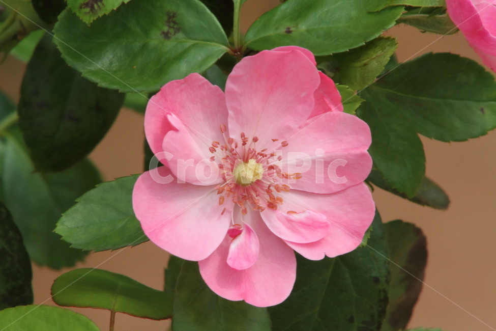 장미,꽃,식물,정원수,rose,식물,자연,plants,nature,꽃,flower