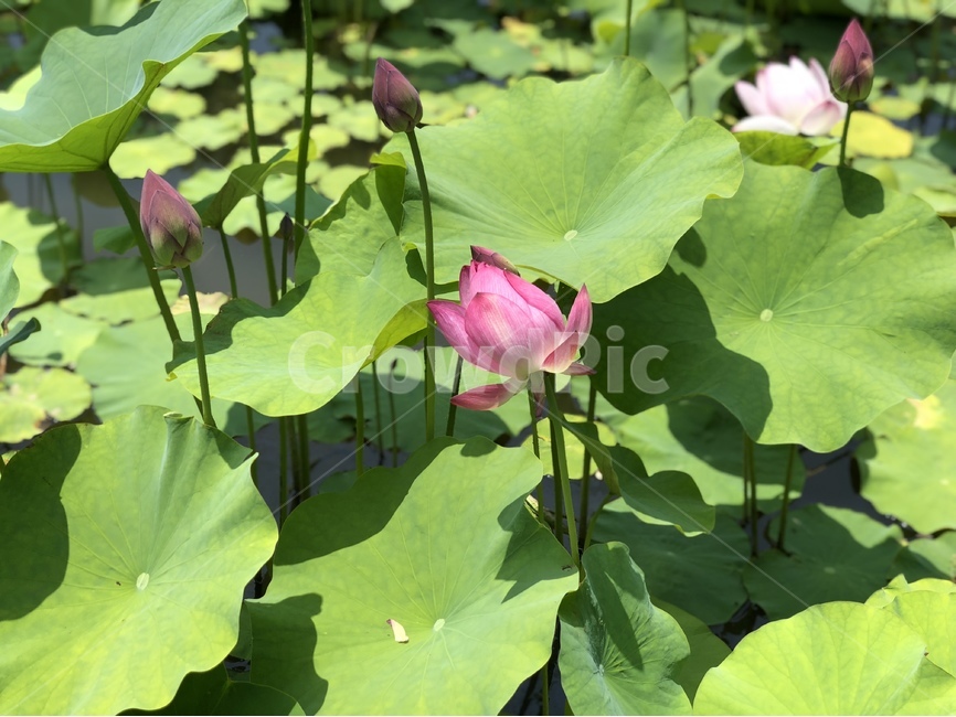 연꽃,분홍꽃,연잎,물가,자연,greenery,식물,자연,plants,nature,꽃,flower