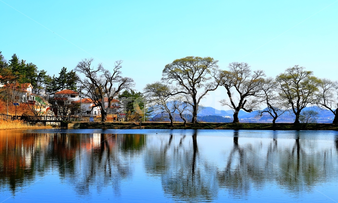 물,집,반곡지,저수지,왕버들,반곡리,자연,풍경,nature,landscape,tree,나무,plant,식물