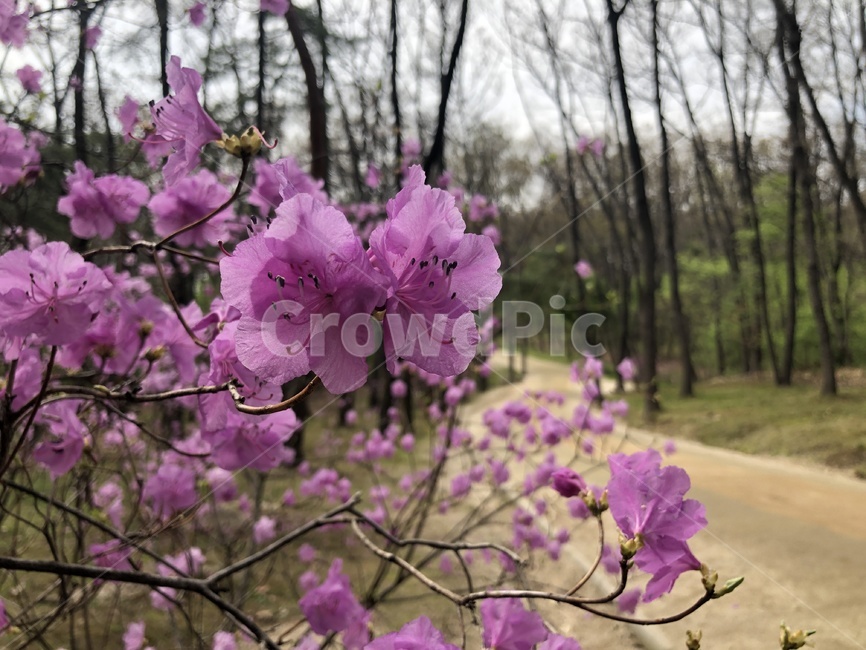 봄,철쭉,산책,꽃,산길