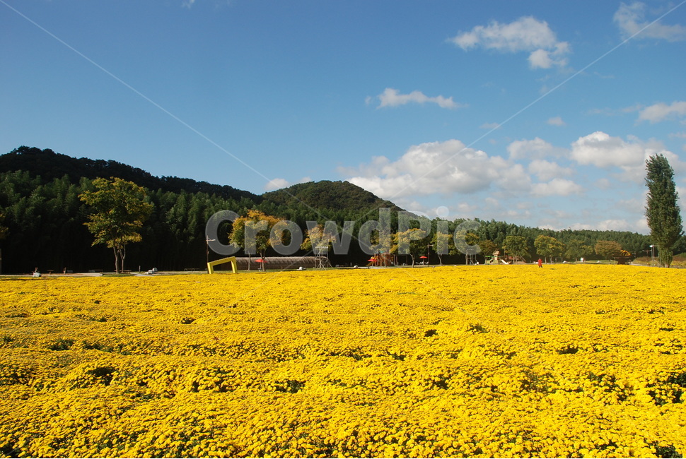 국화,금방울,국화밭,국화축제,식물,자연,풍경,nature,landscape,grassland,목초지,field,들,outdoors,옥외,rural,농촌,farm,농장,meadow