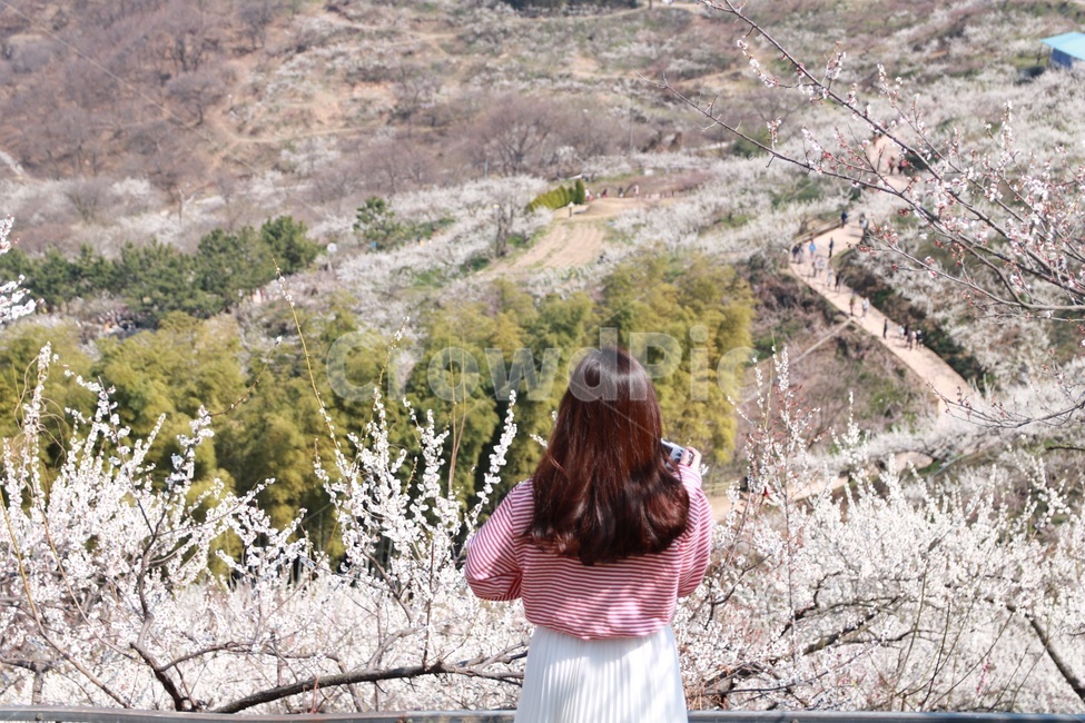 광양,매화,청매실농원,청매실,봄꽃,꽃,한국여행,봄,계절,spring,season,nature,여자,봄,계절,spring,season,사람,인물,인간,human,person,여성,여자,woman,female,lady,여행,휴가,traveling,vacation,trip