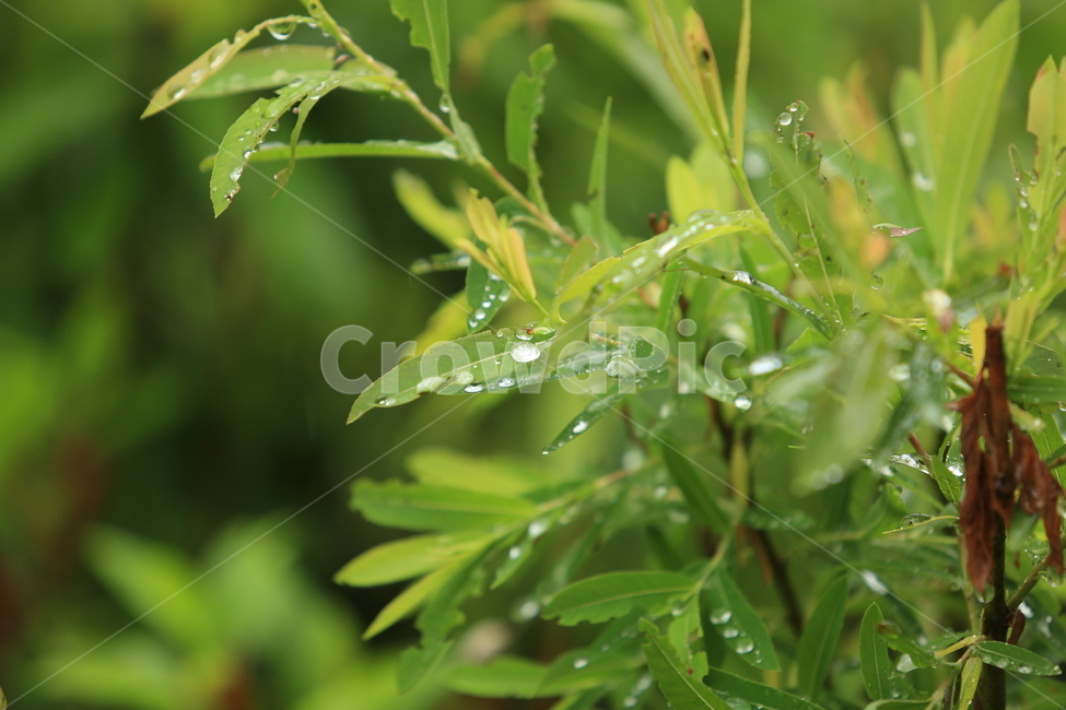 봄비,빗방울,풋풋함,연두,산뜻함,나뭇잎,시원함,봄,식물,자연,plants,nature