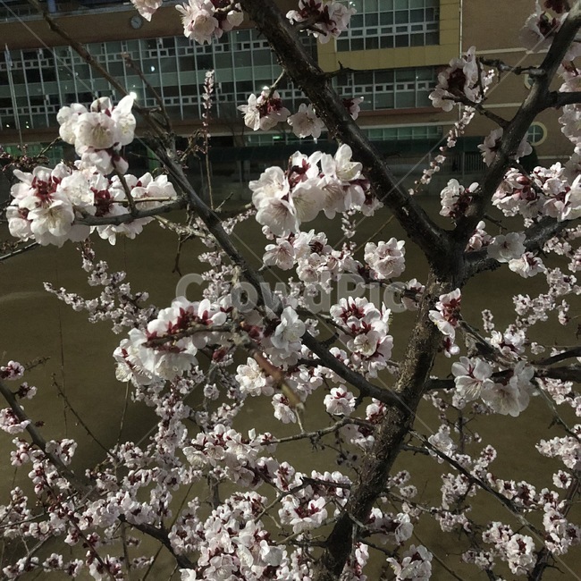 벚꽃,밤거리,팝콘벚꽃,봄,봄밤
