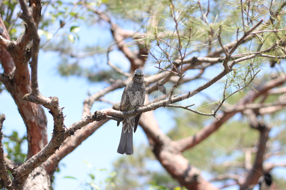 나무,동물,새,봄,나뭇가지,식물,자연,plants,nature,나무,trees,wood,포유류,mammal,조류,새,birds