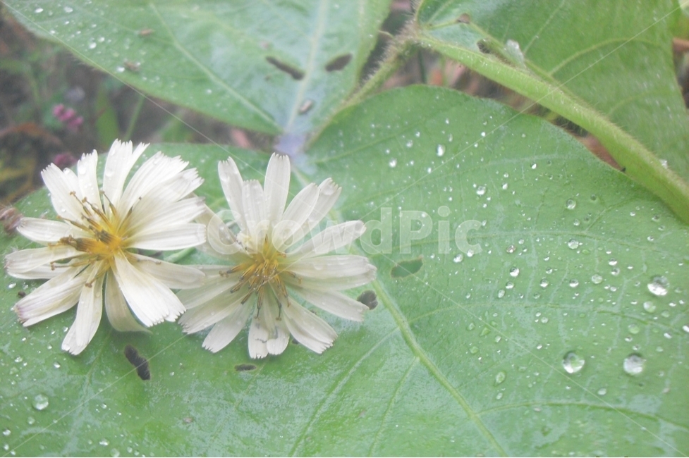 magnolia,purpleflower,속씨식물,쌍떡잎식물,목란,영춘화,나무의연,자목련,두란,임란,황심,목련,꽃,봄꽃,봄,자주색,Spring,Flowers,Purple,prettyflower,Beautifulflower,Pure,순수,식물,Plants,아름다운,접사자연,nature,그래픽,웹디자인,sensible,flower,식물도감,야생화,들꽃,배경,느낌,감성,인쇄,디자인,전단,잡지,wepdesign,design,advertisement,column,컬럼,뉴스레터,마케팅,홍보물,홍보,강아지풀,외떡잎식물,벼목,화본과의한해살이풀,개꼬리풀,구미초,빛,light,lighting,빛사진,feel,분위기,출판물,빗방울,물,민들레과,식물,자연,plants,nature,꽃,flower