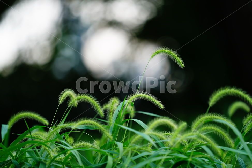 풀,잎,자연,생물,생명,plant,식물,강아지풀,식물,자연,plants,nature