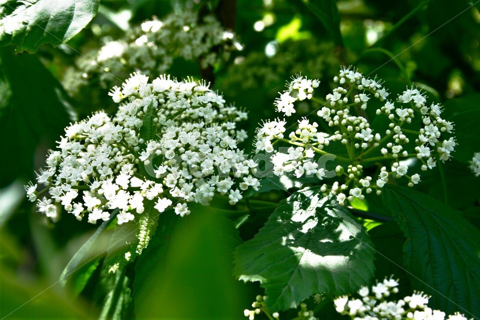 가막살나무,인동과,낙엽관목,약용식물,식물,나무,식물,자연,plants,nature,꽃,flower