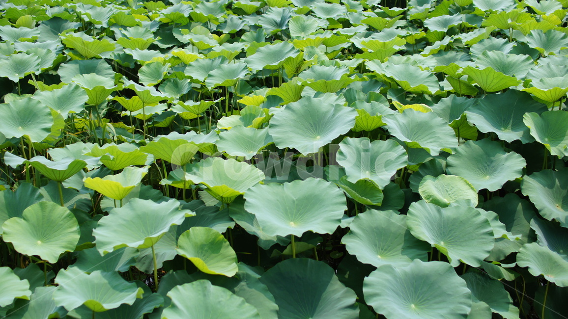 연잎,공원,자연,이슬,새벽,양평,풍경,감성,식물,여름,nature,dawn,식물,자연,plants,nature